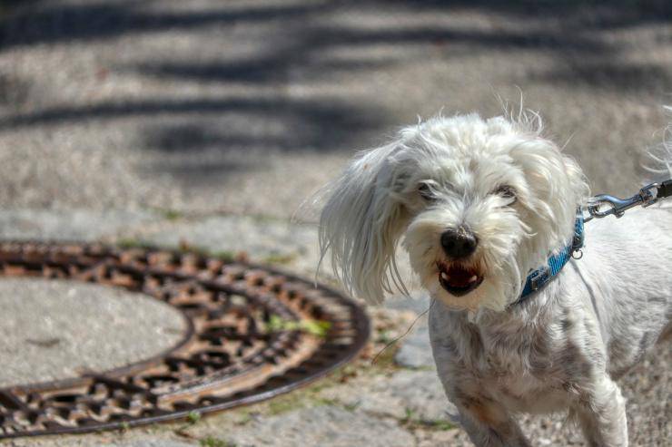 Cagnolino