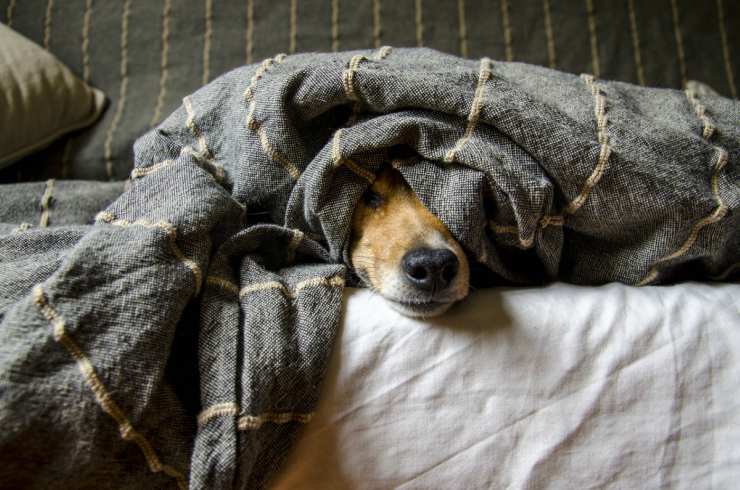 Il cane ha paura dei rumori