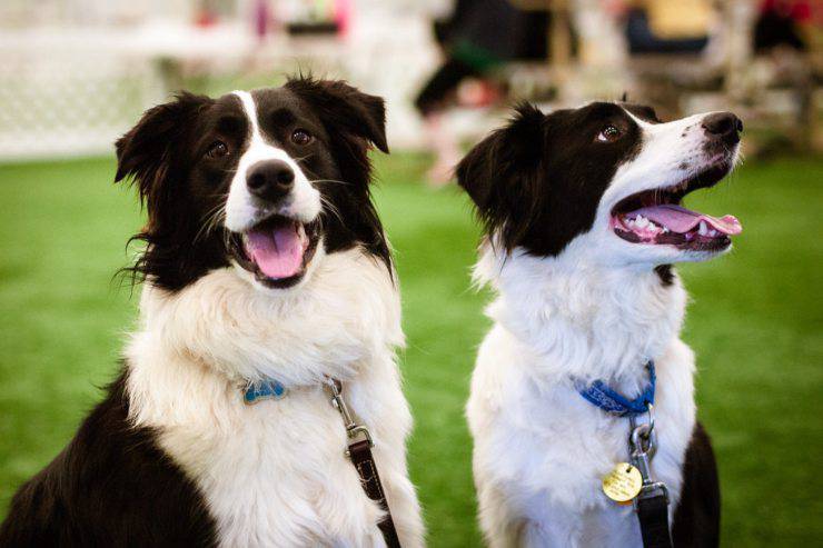 Il cane può donare sangue