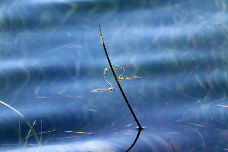 Insetti di lago