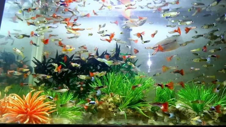Guardare i pesci in un acquario: una vera e propria terapia per rilassarsi