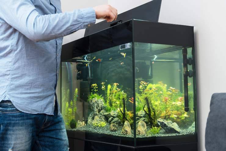 errori da non commettere con i pesci da acquario