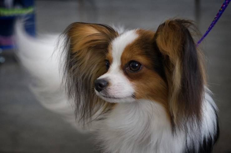 cane papillon
