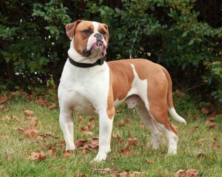 Cani simili al Pit bull