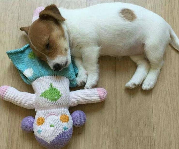 Adottare un cucciolo di Jack Russell Terrier