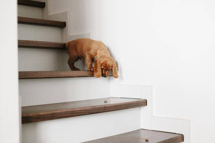 fido scende le scale