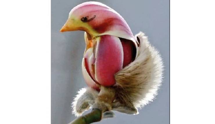 animali scherzi della natura