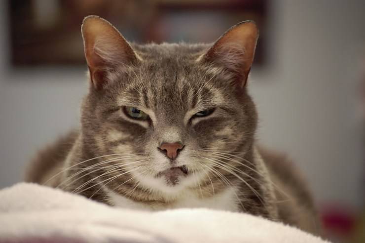 Perché il gatto attacca il suo padrone e quando può essere pericoloso?