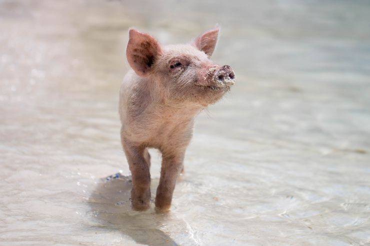 Animali che amano l'uomo