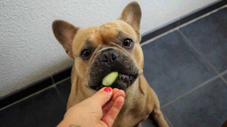 Bulldog francese