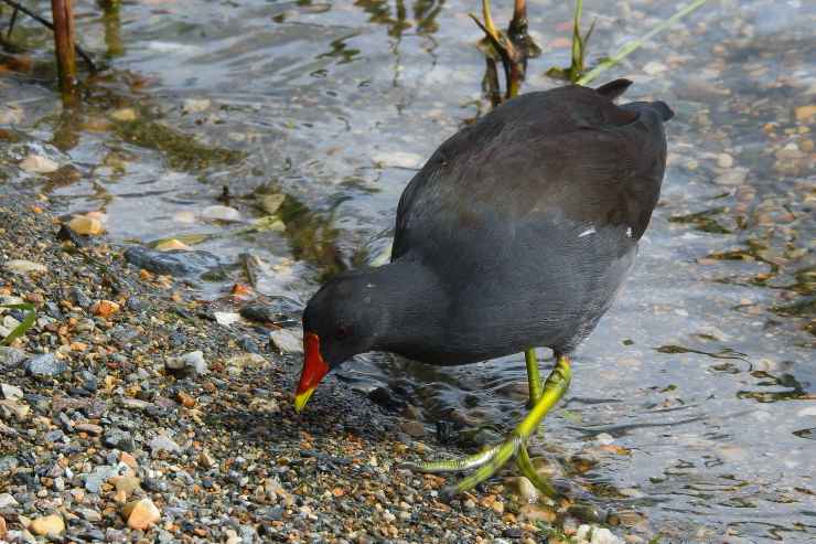 Gallinella d'acqua