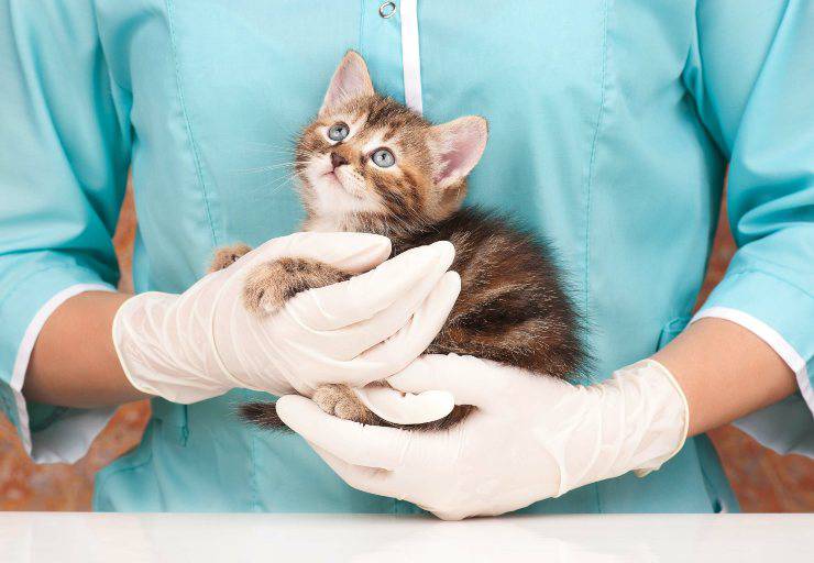 gattino dal veterinario