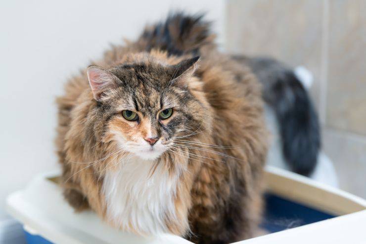 gatto anziano tanta pipì