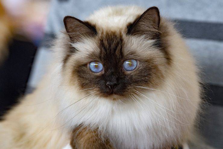 Gatto Birmano (Foto AdobeStock)