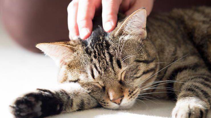 gatto malato