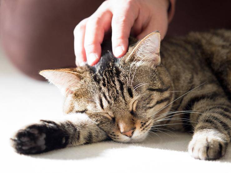 gatto