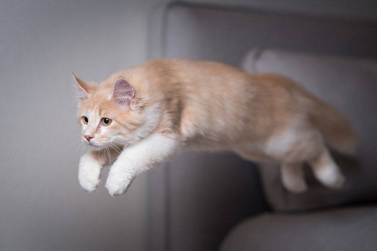 felino salta