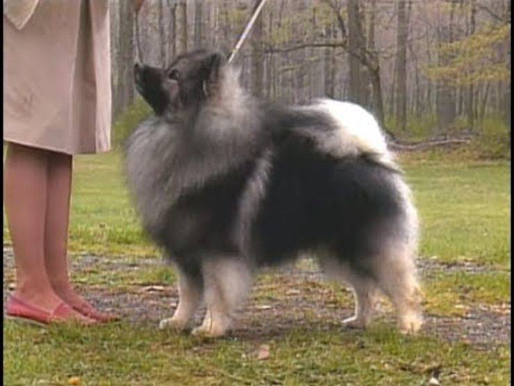 cane Keeshond