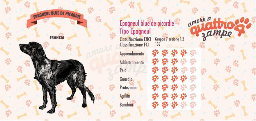 Epagneul blue de picardie scheda razza