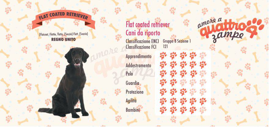Flat coated retriever scheda razza