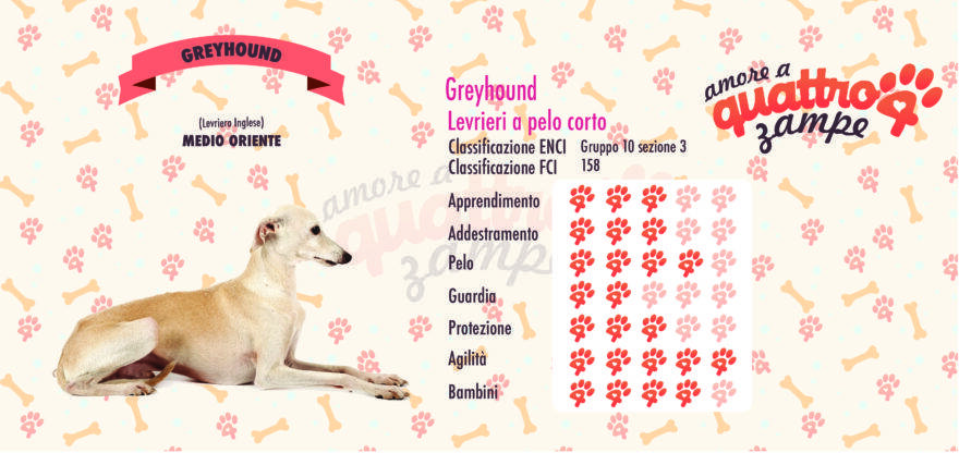 Greyhound scheda razza