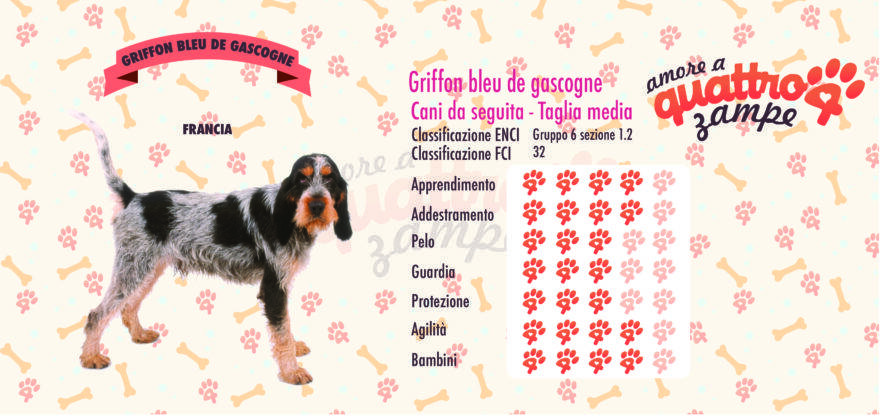 Griffon bleu de gascogne scheda razza