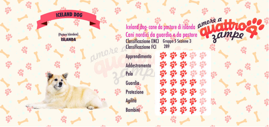 Iceland dog scheda razza