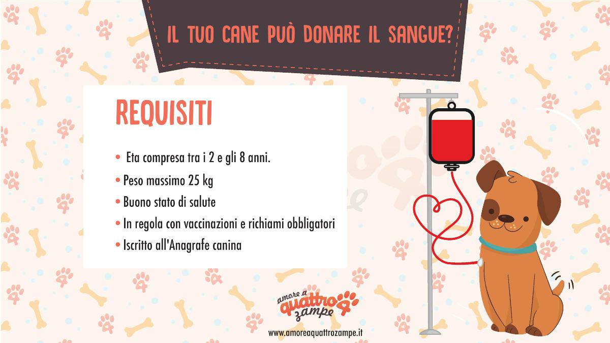 infografica donazione sangue (cane)