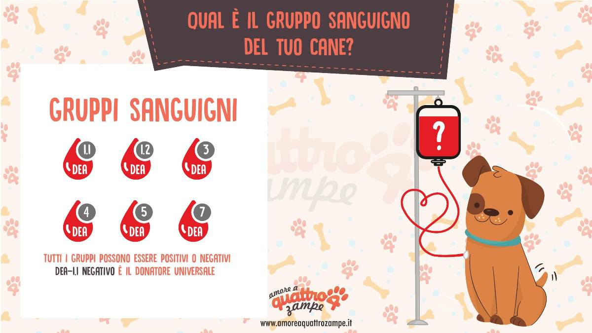 Infografica gruppi sanguigni del cane