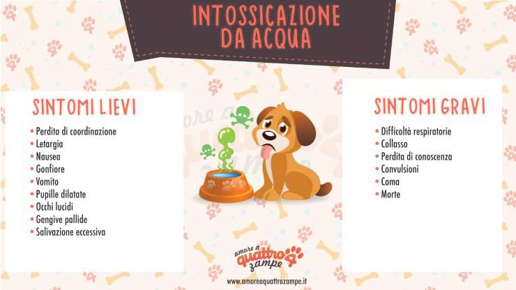 infografica intossicazione acqua cane