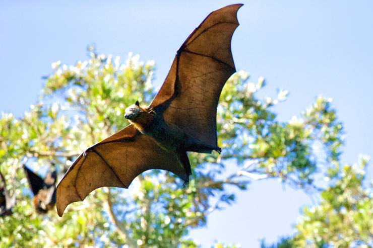 Casetta per pipistrelli