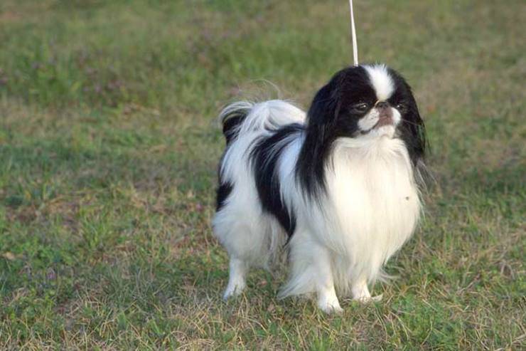 Cane bianco e nero