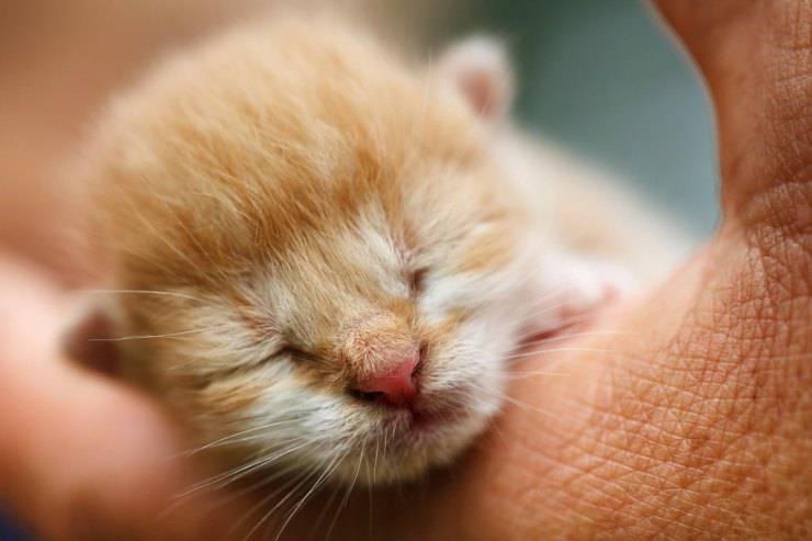 Il gatto non cresce