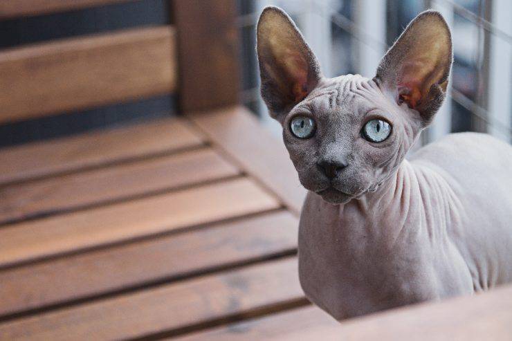 Sphynx in estate