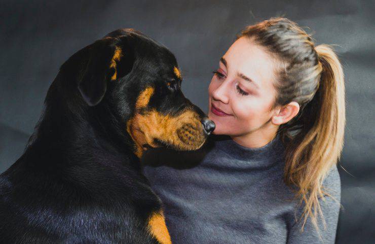 Adottare un Rottweiler