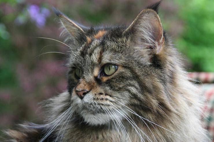 maine coon