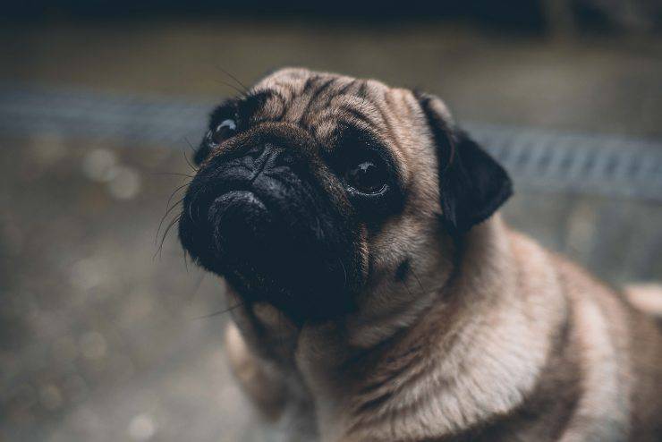 Portare il cane dal terapista