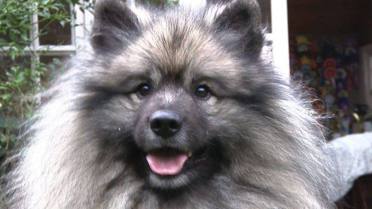 cane Keeshond