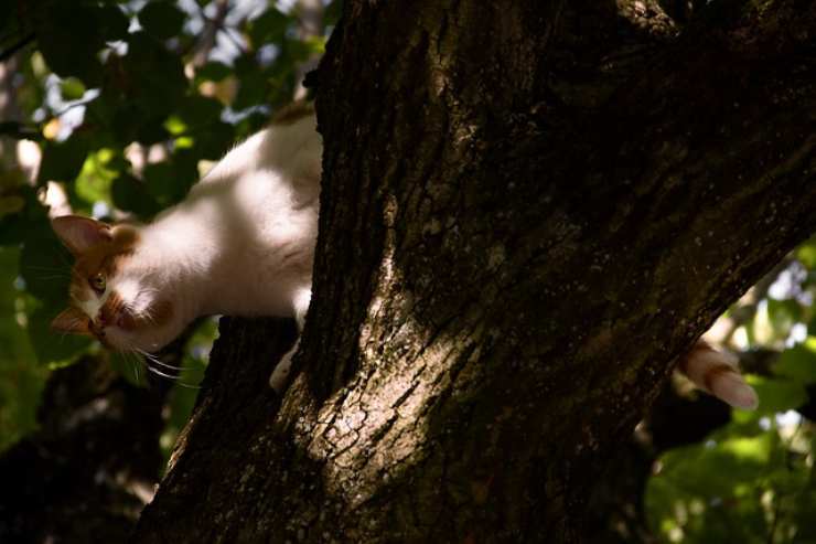 perché i gatti non sanno scendere dagli alberi