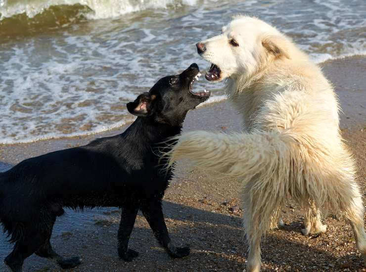 perché il cane abbaia agli altri cani