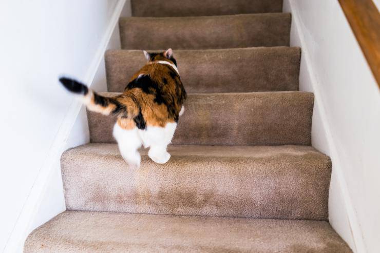 perché il gatto corre all'improvviso per casa