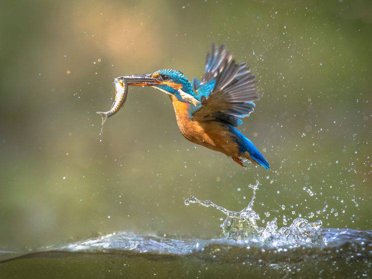 uccello che mangia pesce