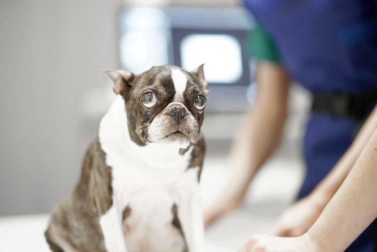 Prendere la temperatura al cane