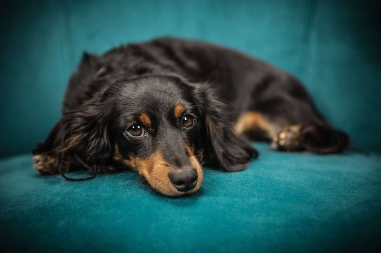 Come dorme il cane? Le posizioni del suo sonno ci parlano di Fido