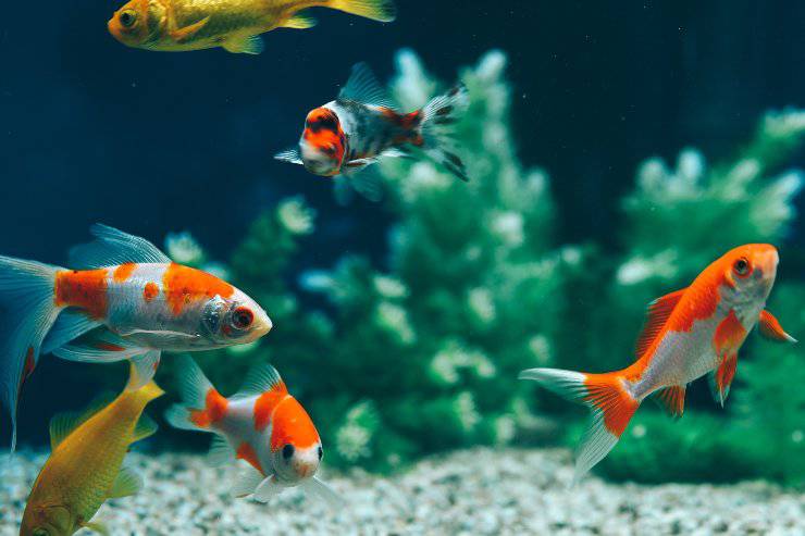 piante d'acquario