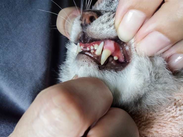 problemi dentali nel gatto