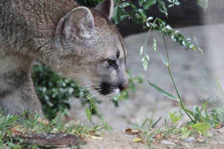 puma