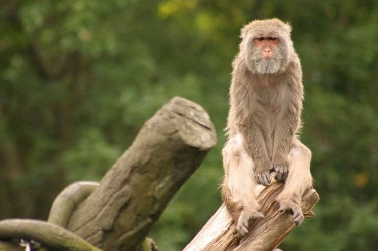 rhesus scimmia macaco