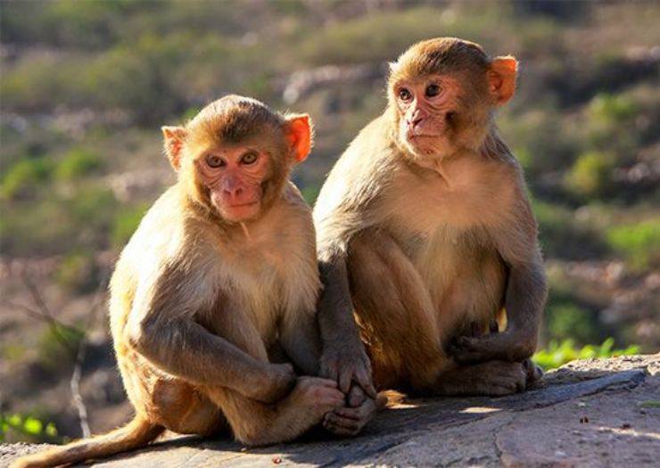 rhesus scimmia macaco