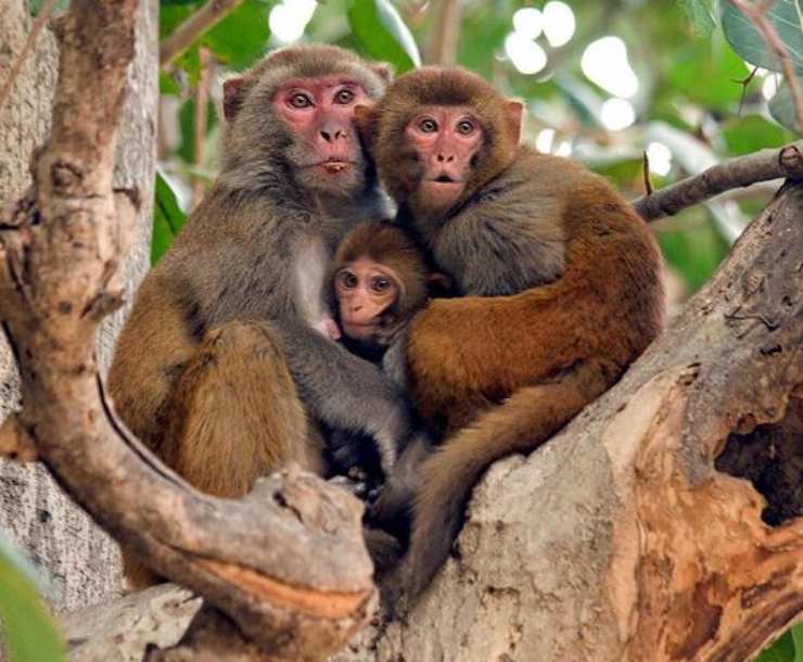 rhesus scimmia macaco